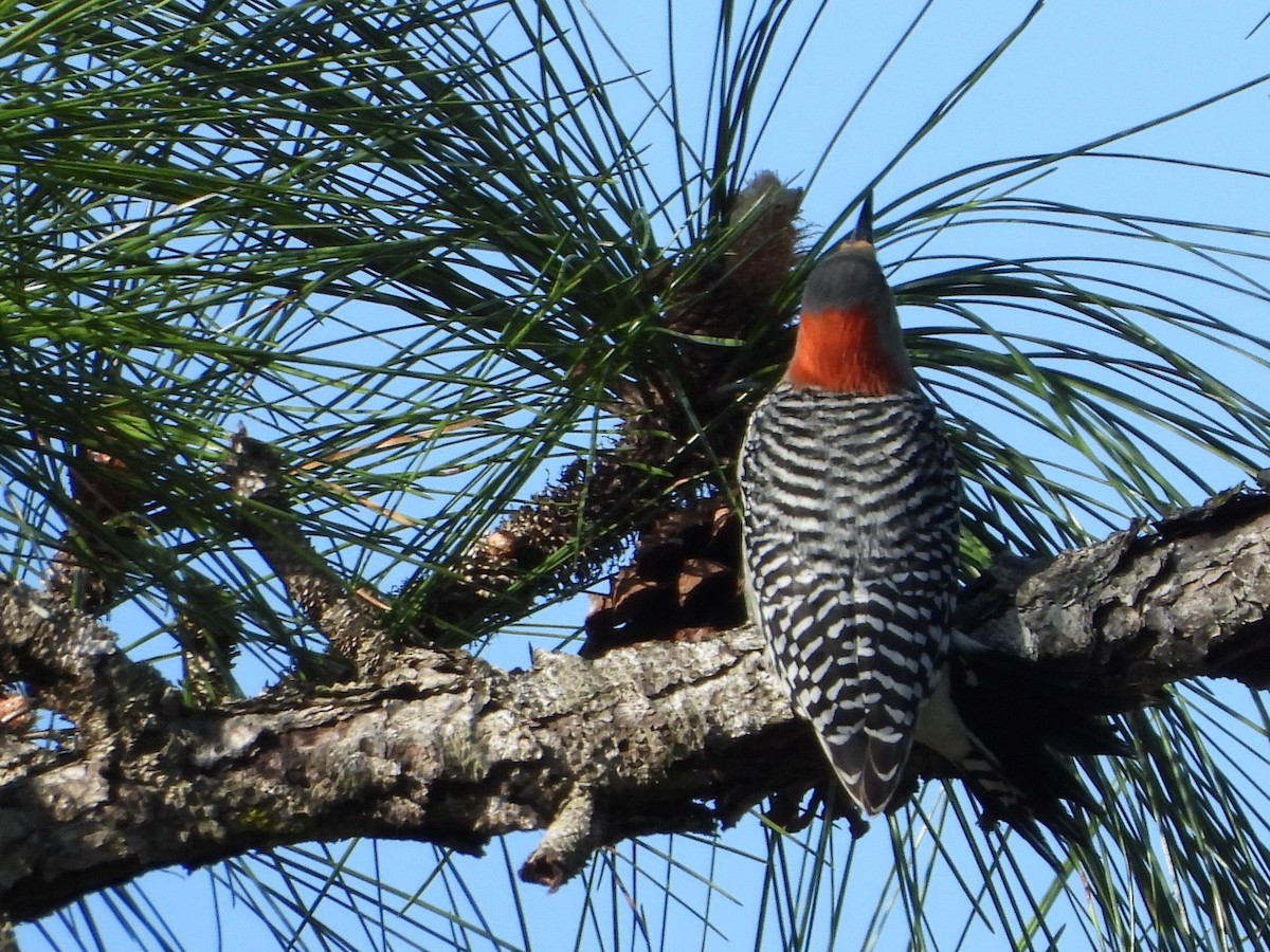 Red-bellied Woodpecker - ML429681921