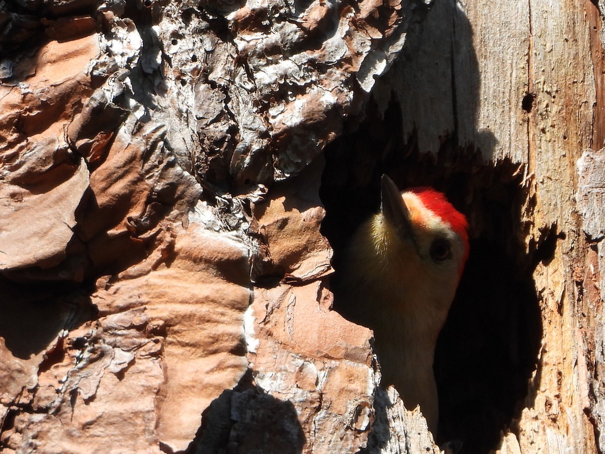 Red-bellied Woodpecker - ML429681941