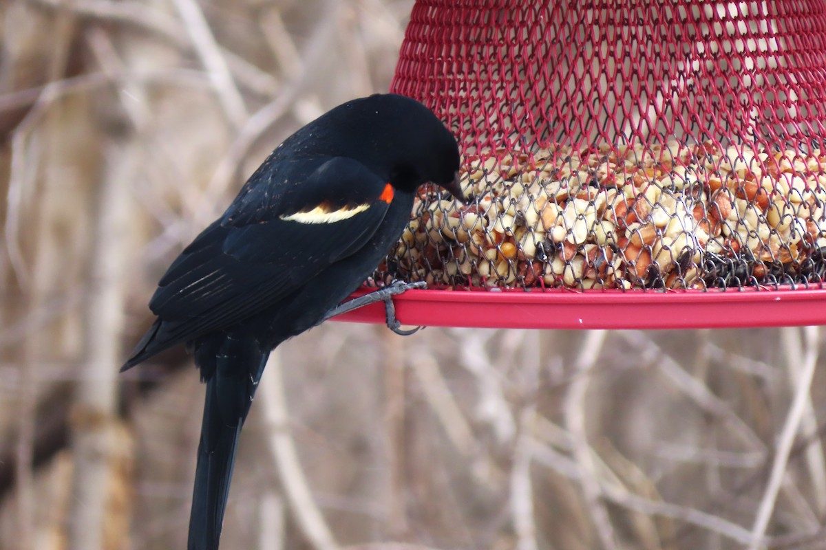 Red-winged Blackbird - ML429682261