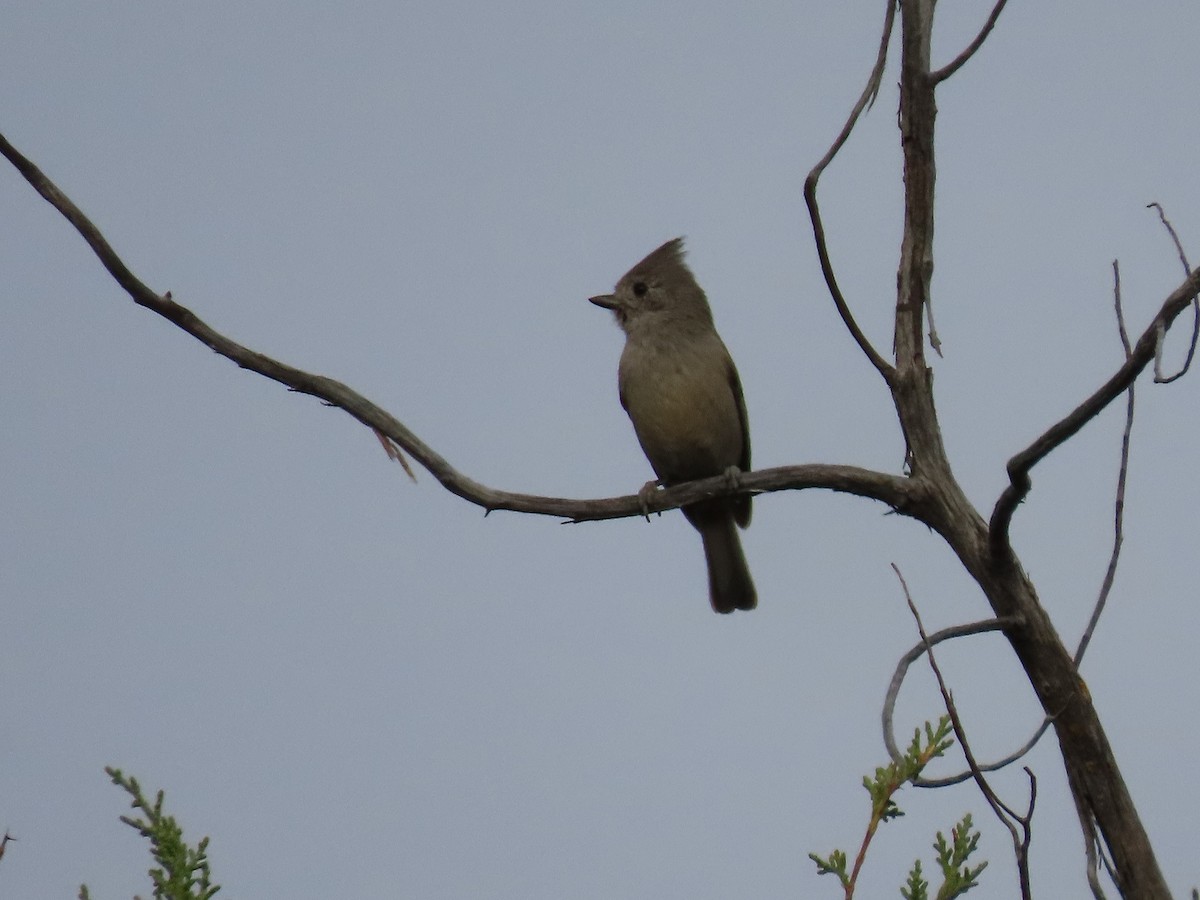 Mésange des genévriers - ML429683451