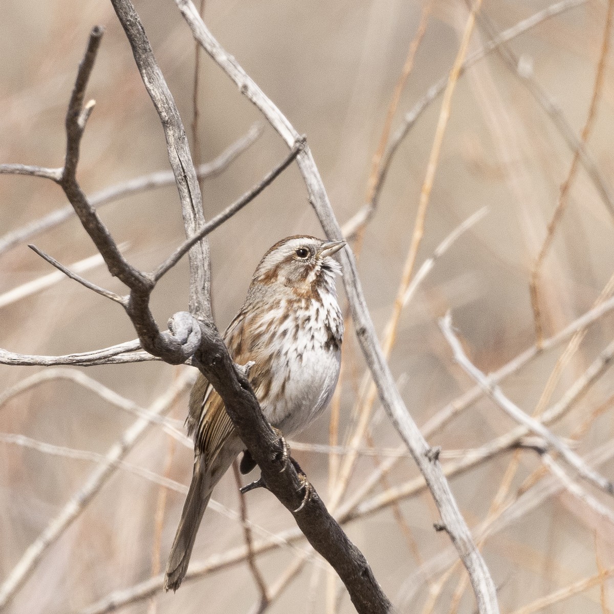 Song Sparrow - ML429684191