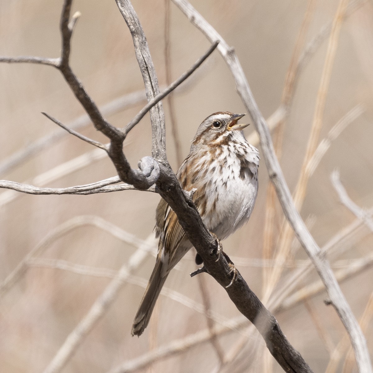 Song Sparrow - ML429684201