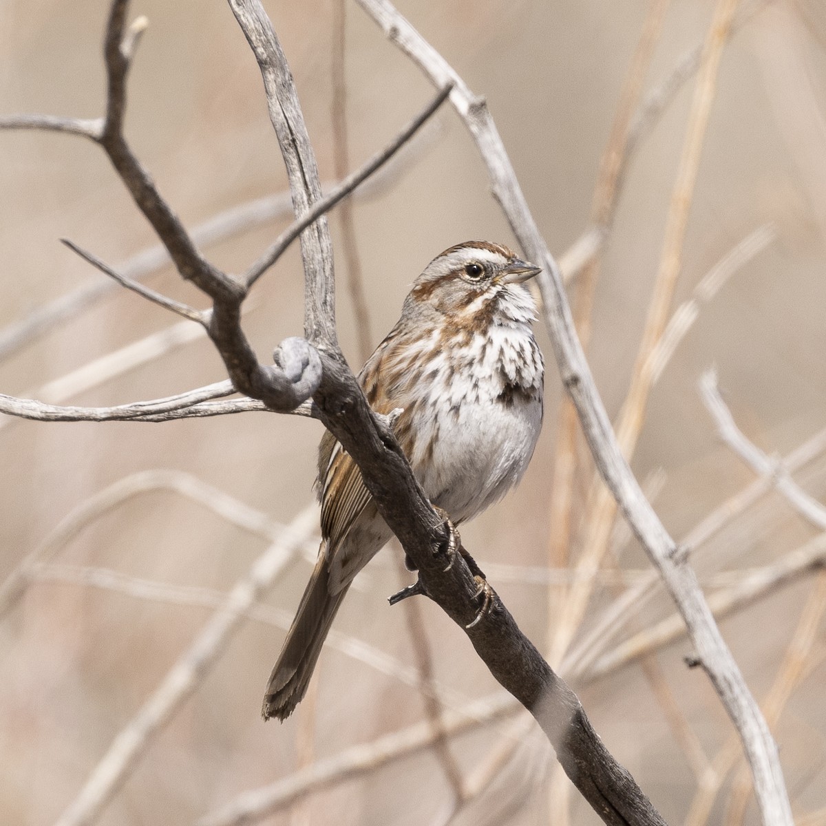 Song Sparrow - ML429684221