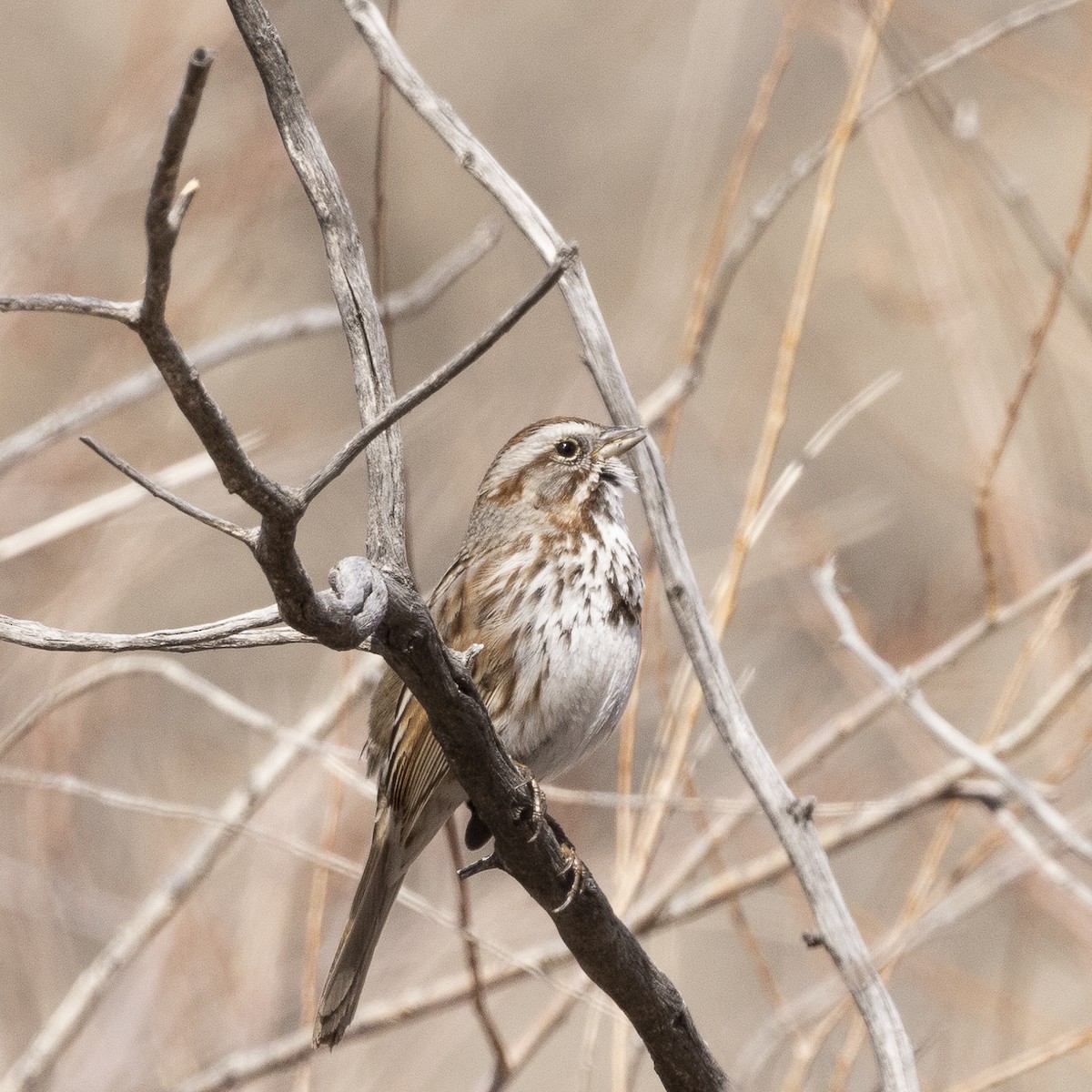 Song Sparrow - ML429684231