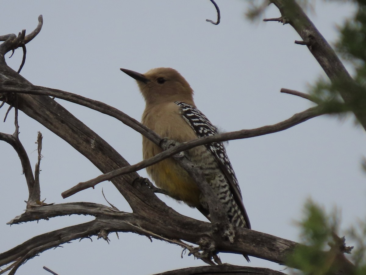 Gila Woodpecker - ML429684681