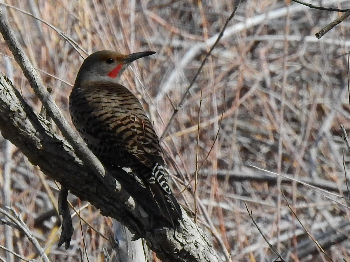 Northern Flicker - Pat McGrane