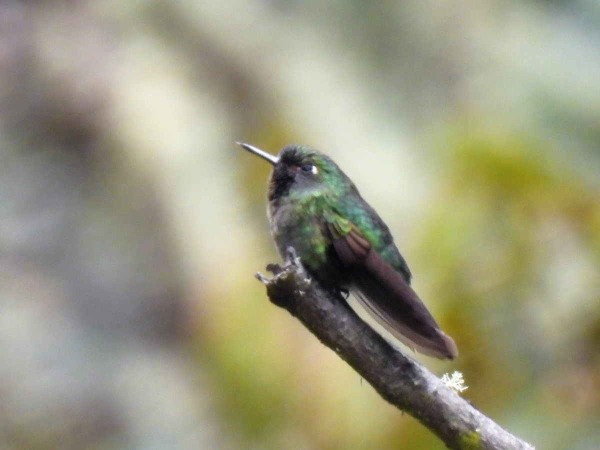 kolibřík dřišťálový - ML429686581