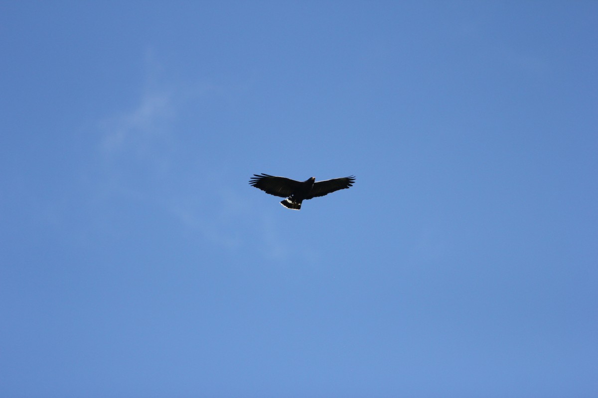 Common Black Hawk - ML429687371