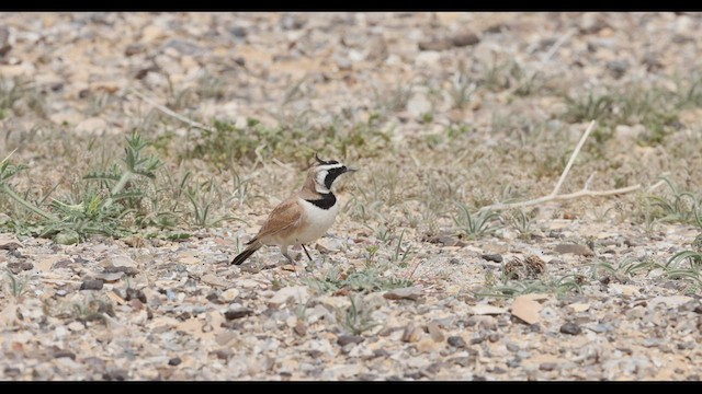 Temminck's Lark - ML429688701