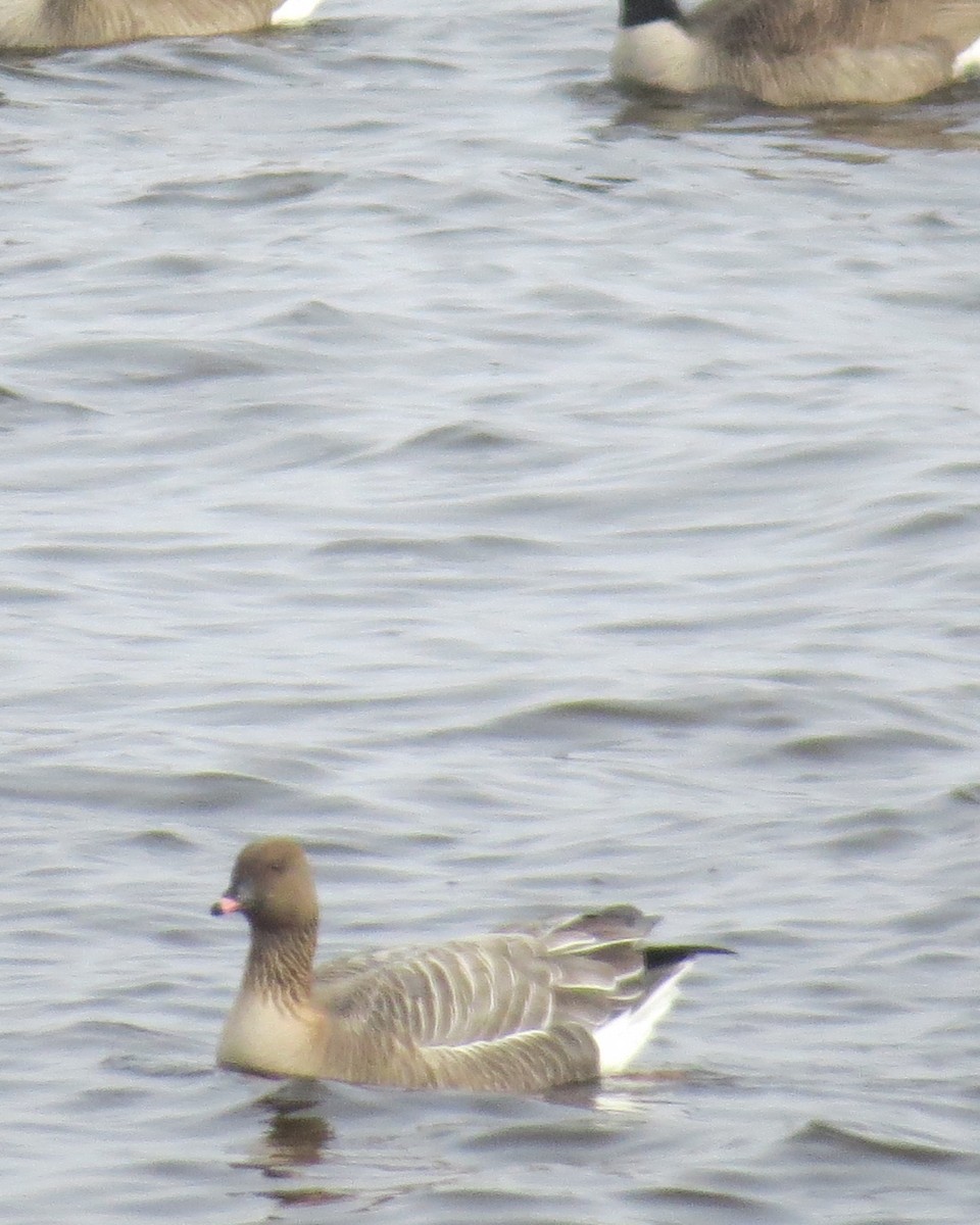 Pink-footed Goose - ML429688761