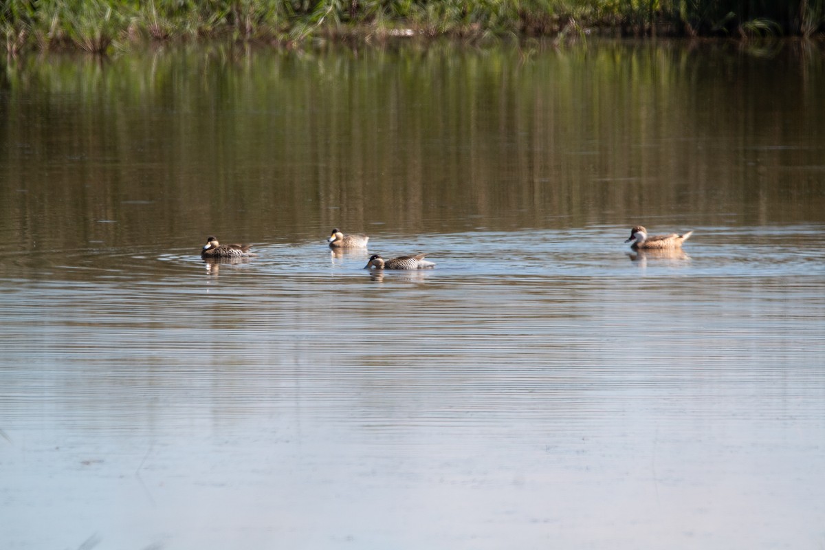 Silver Teal - Ana Merlo