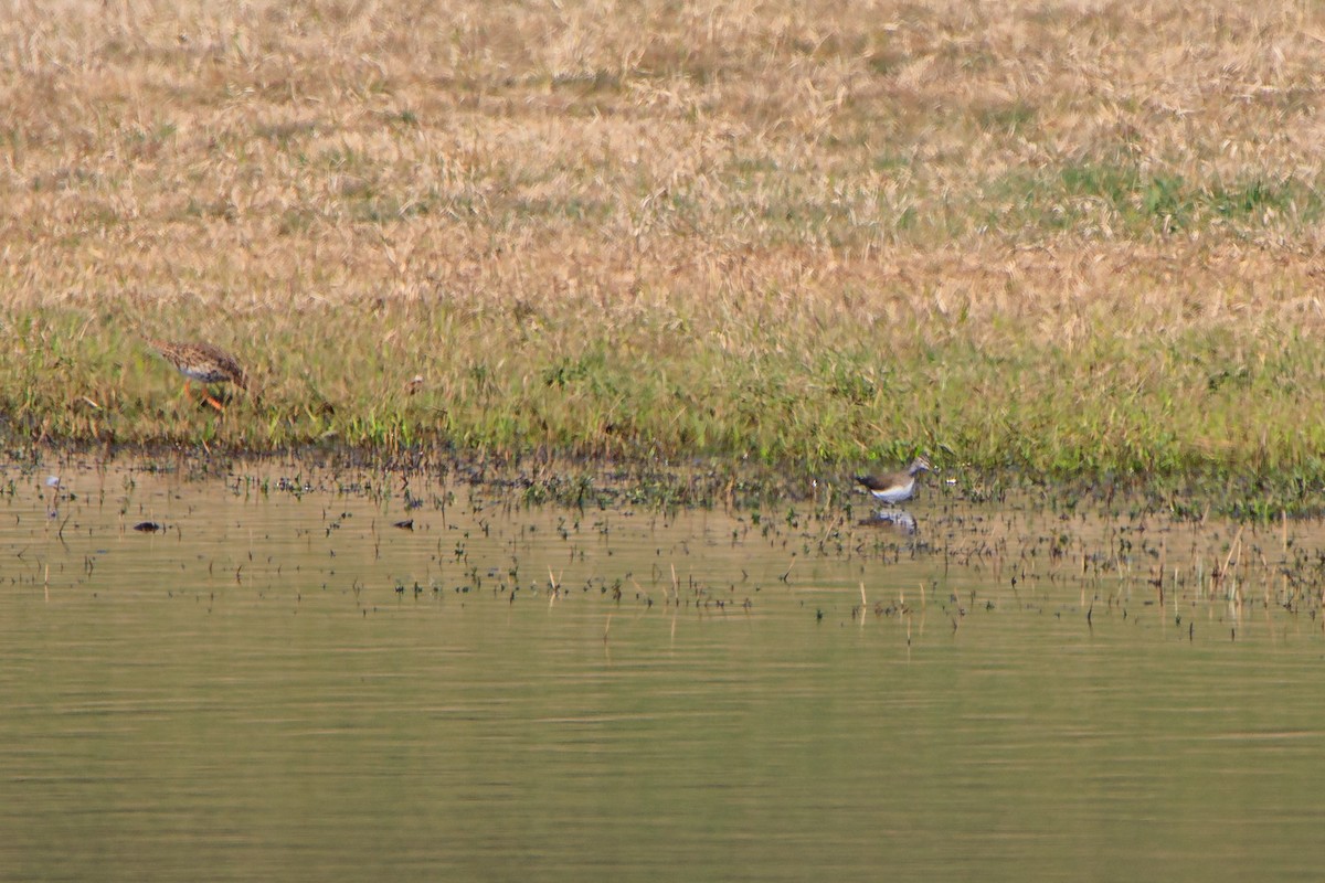 Green Sandpiper - ML429689421