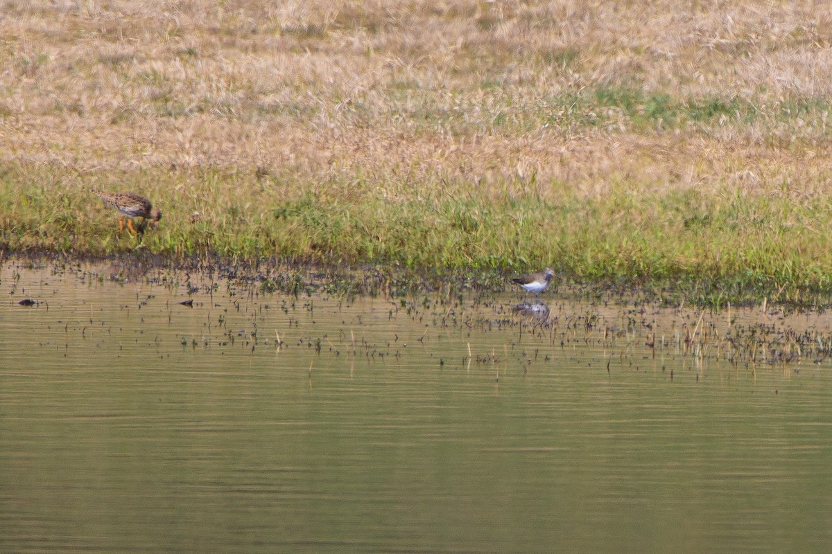 Green Sandpiper - ML429689441