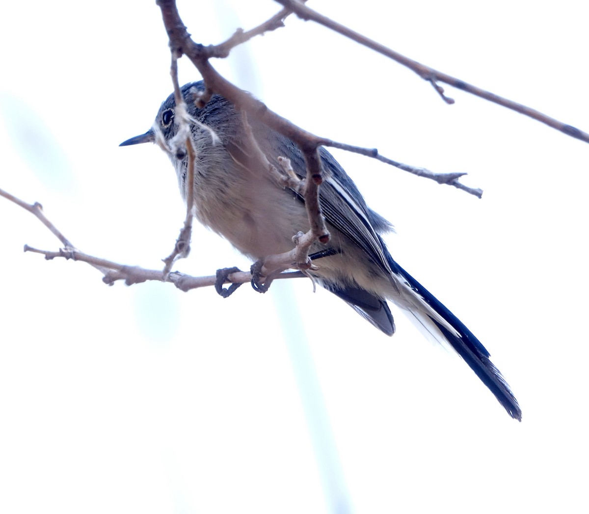 Blue-gray Gnatcatcher - ML429692481