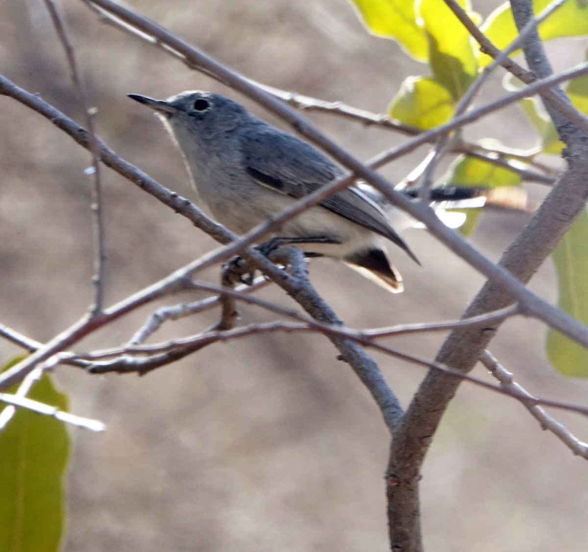 Blue-gray Gnatcatcher - ML429692501