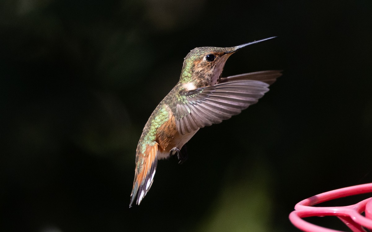 Allen's Hummingbird - Blake Matheson