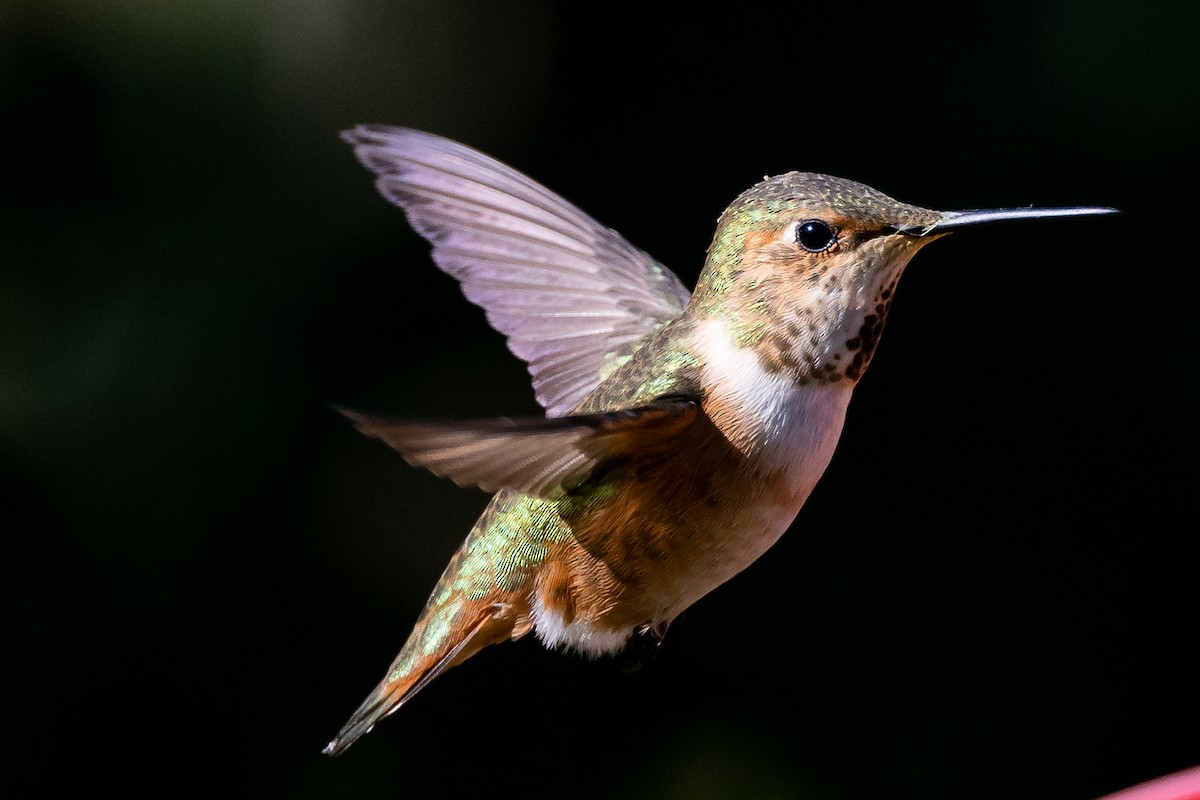 Allen's Hummingbird - Blake Matheson