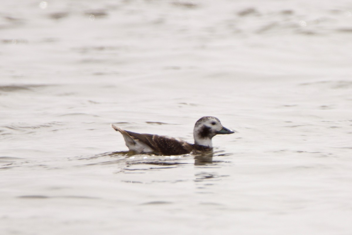 Long-tailed Duck - ML429693261
