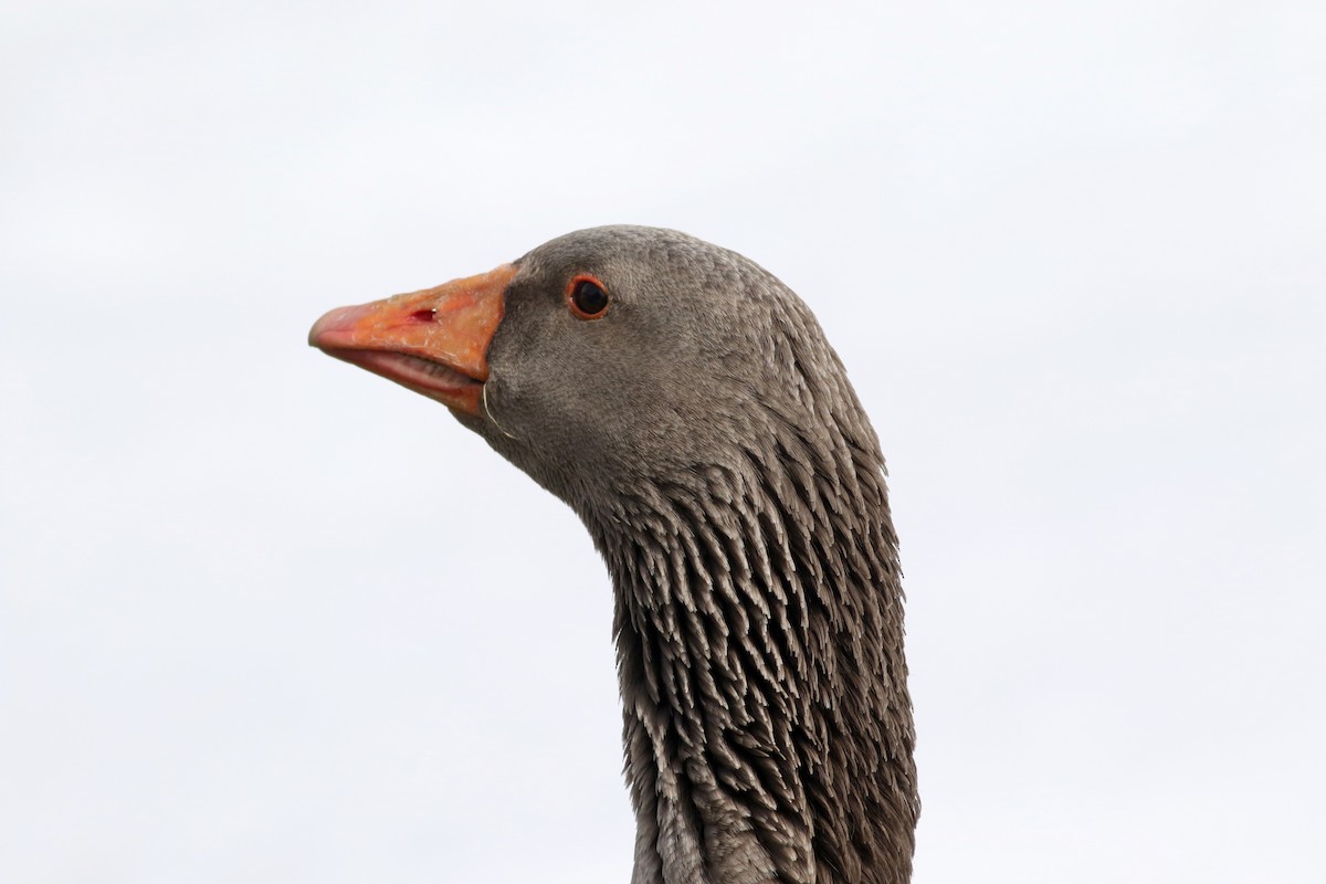 Graylag Goose (Domestic type) - Jay McGowan