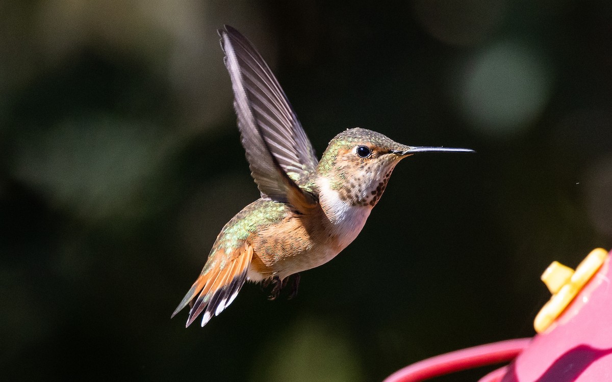 Colibrí de Allen - ML429693341