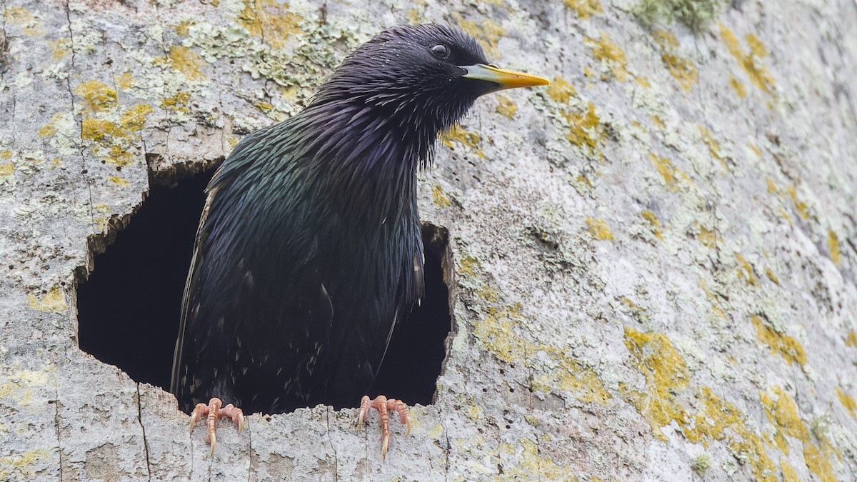 European Starling - ML429693471