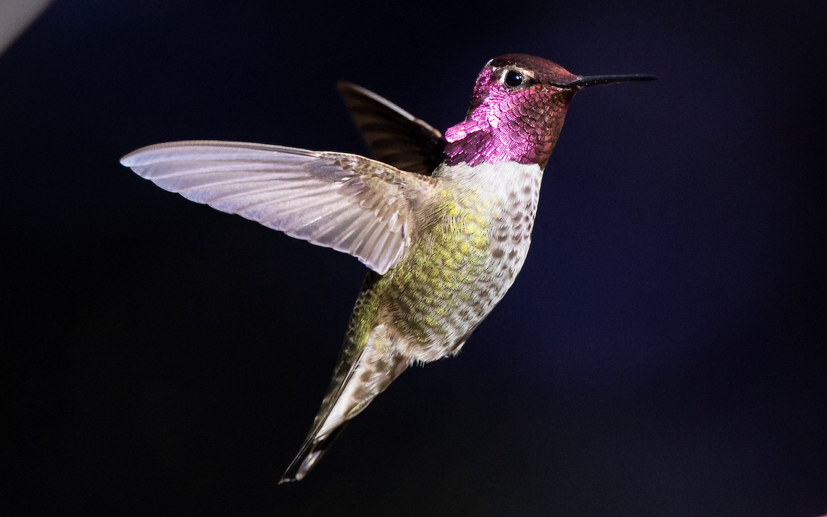 Anna's Hummingbird - Blake Matheson