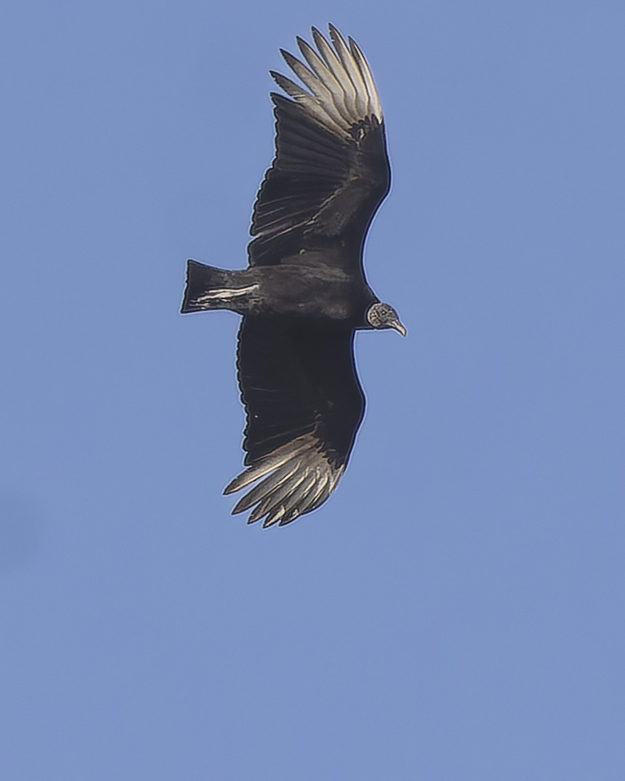 Black Vulture - ML429695371