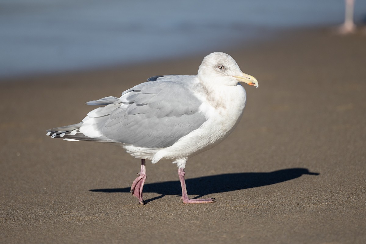 Herring x Glaucous-winged Gull (hybrid) - Blake Matheson