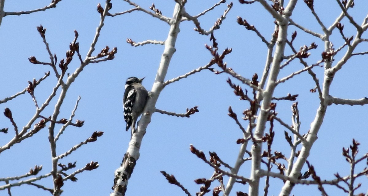 Yumuşak Tüylü Ağaçkakan (pubescens/medianus) - ML42969601