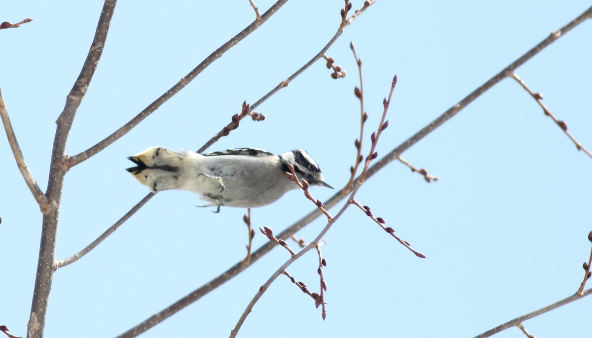 Downy Woodpecker (Eastern) - ML42969631