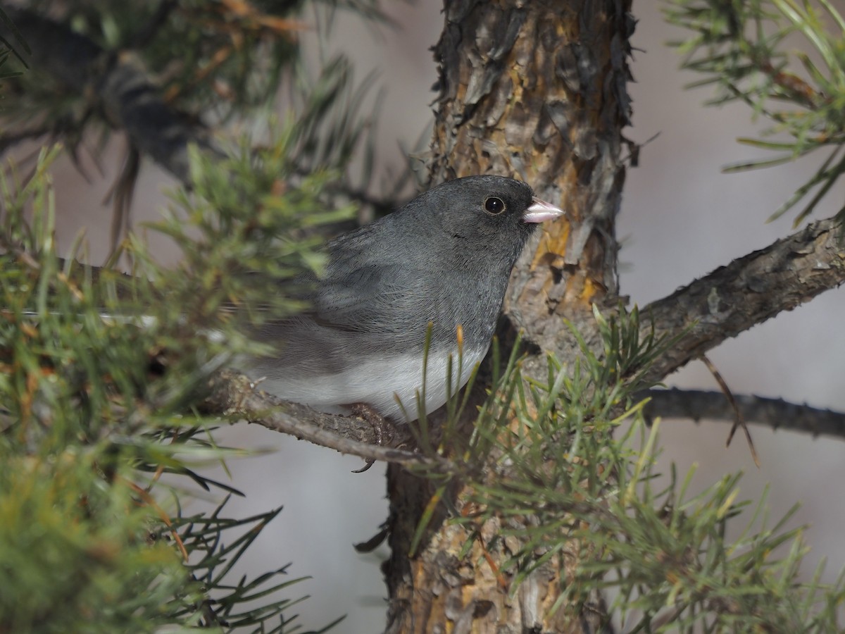 Dark-eyed Junco - ML429697061