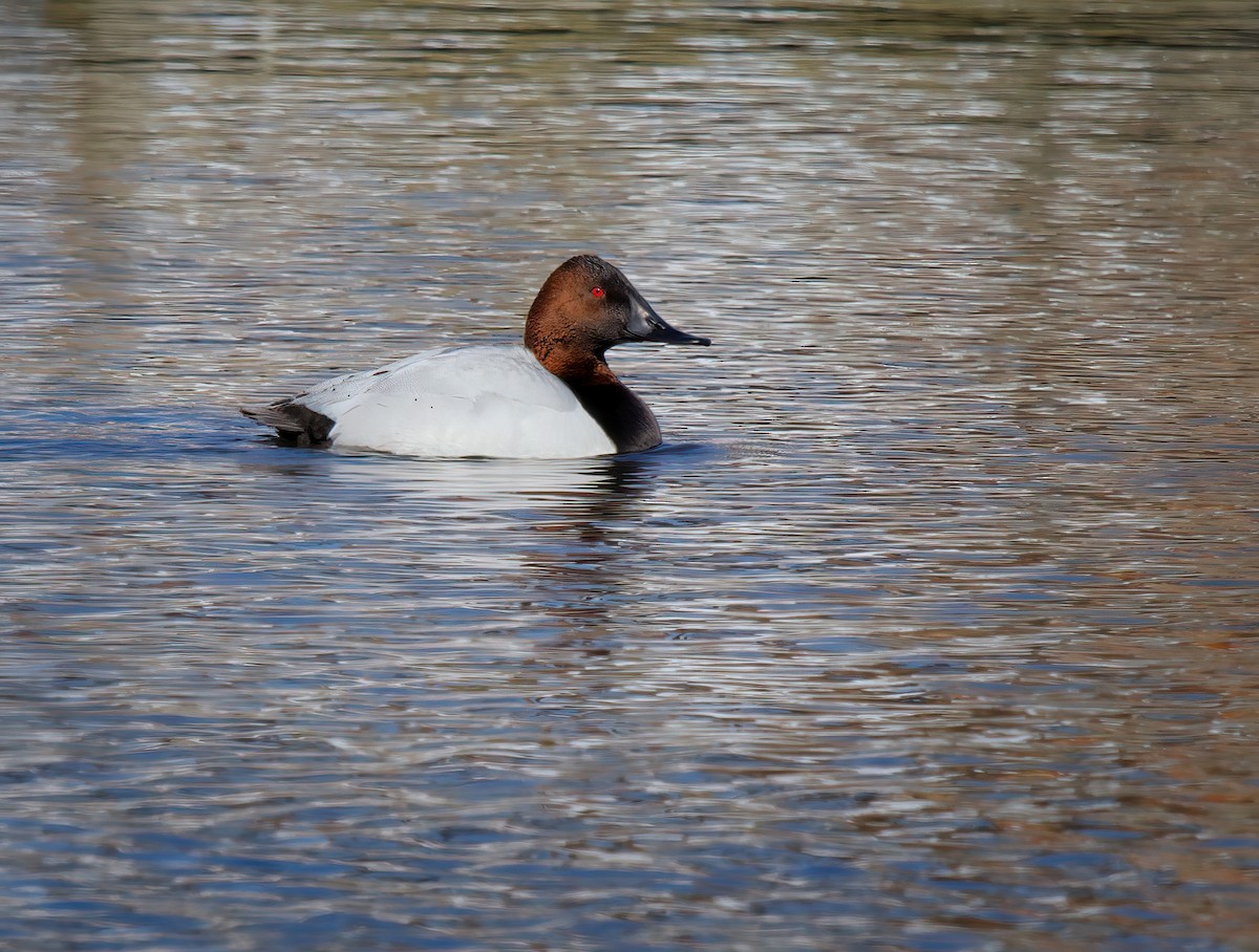 Canvasback - ML429697281