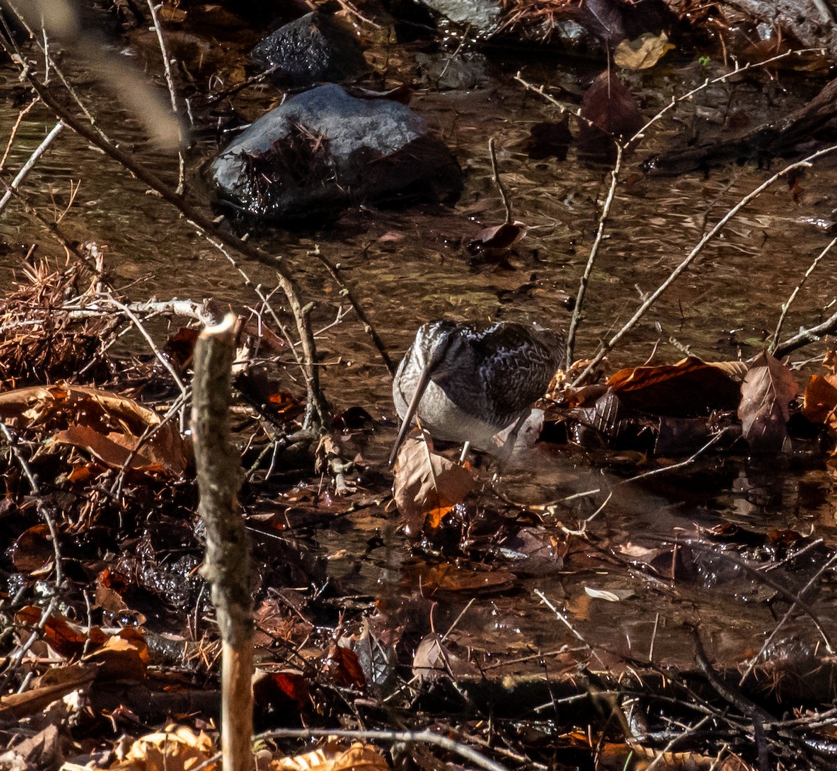 Agachadiza Solitaria - ML429698921