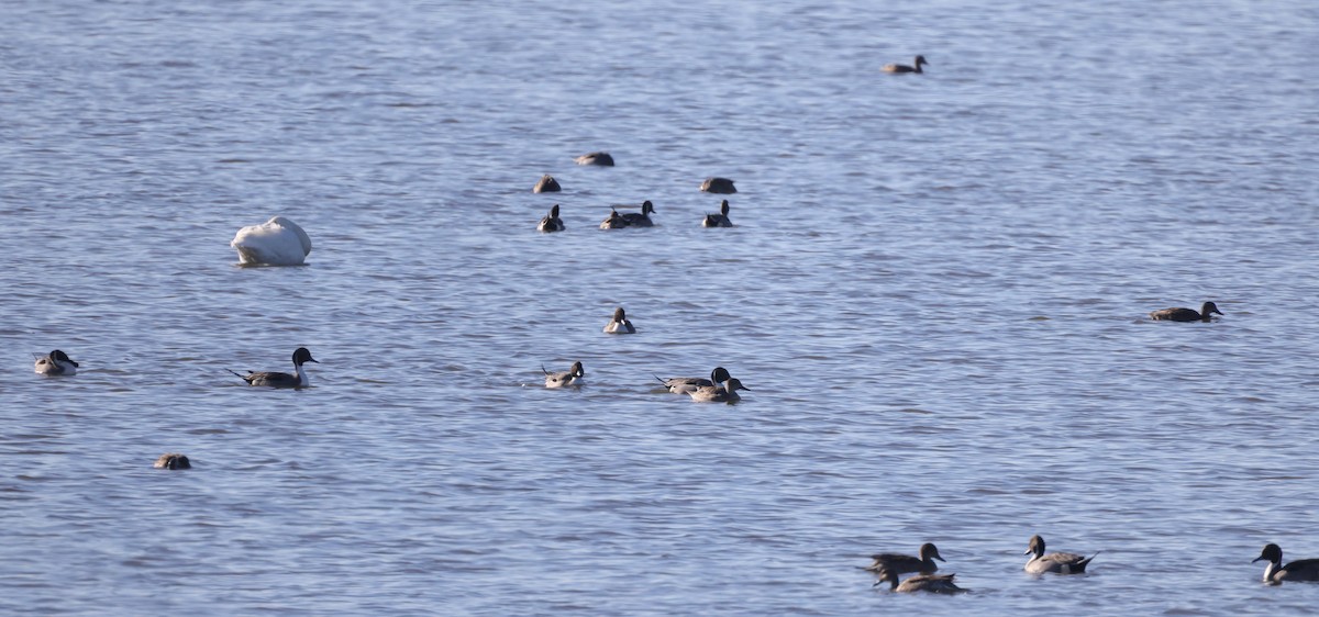 Northern Pintail - ML429699681