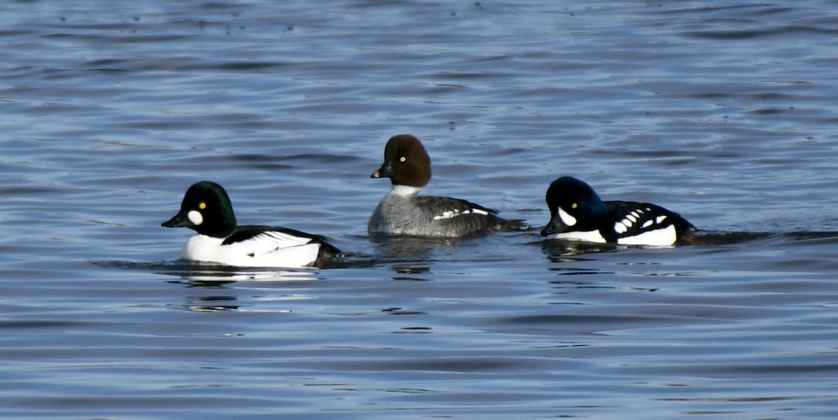 Barrow's Goldeneye - ML429700321