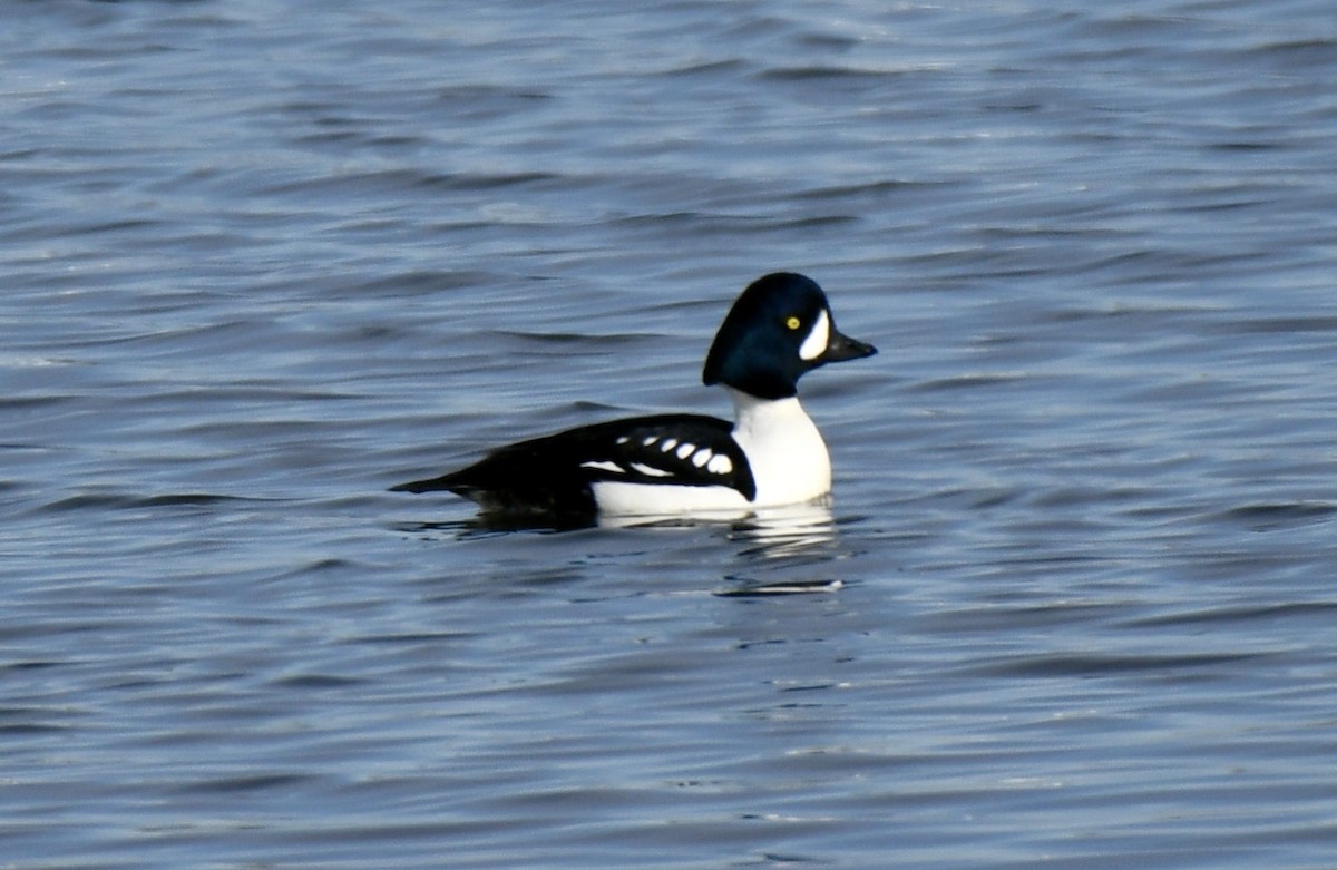 Barrow's Goldeneye - ML429700421