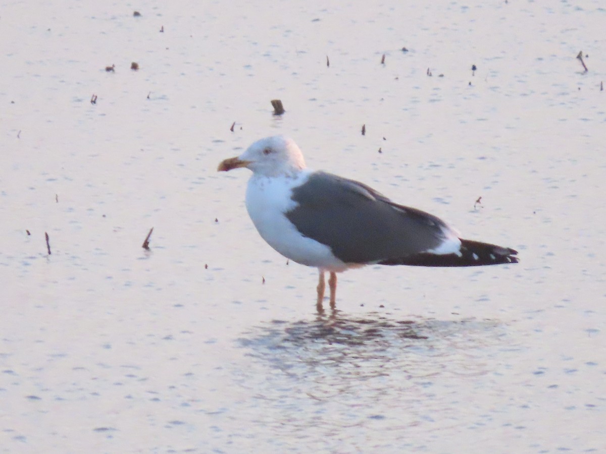 Lesser Black-backed Gull - ML429700811