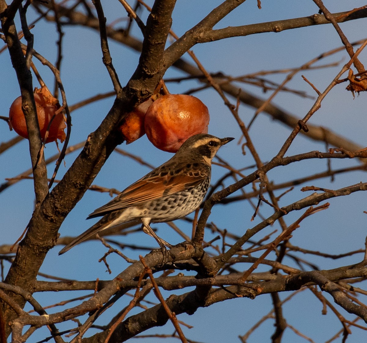 Dusky Thrush - ML429700971