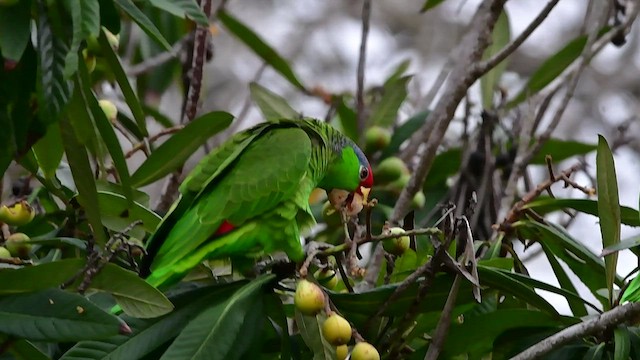 Red-crowned Amazon - ML429701301