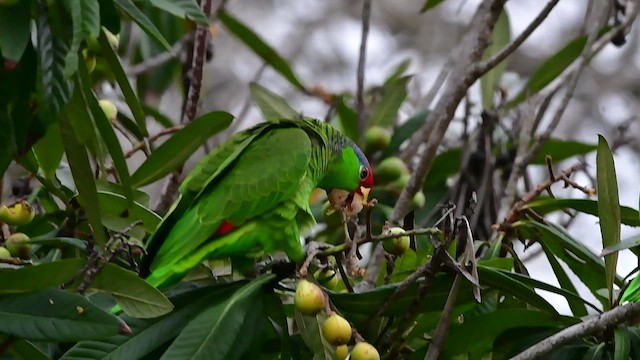 メキシコアカボウシインコ - ML429701301