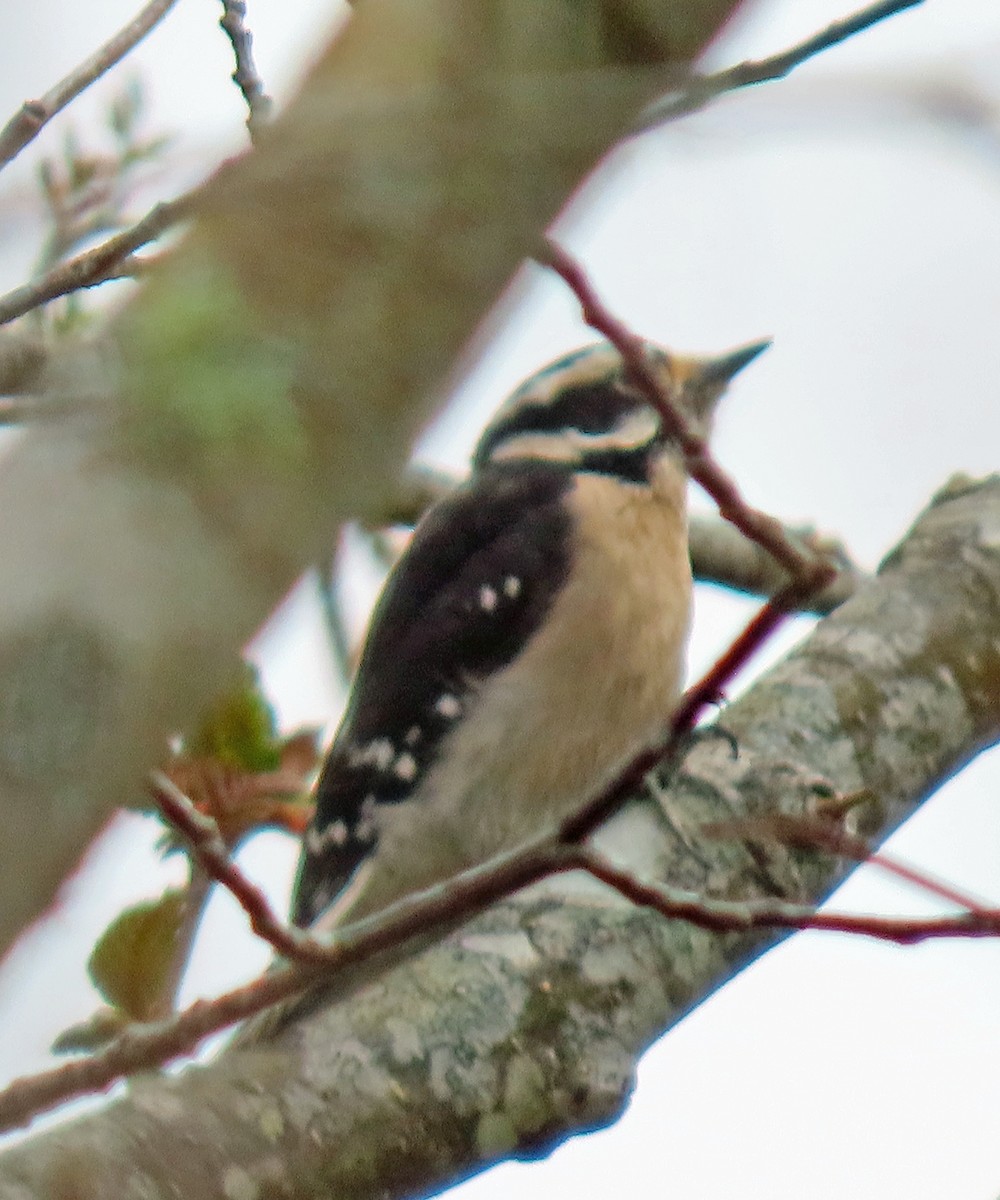 Downy Woodpecker - ML429703201