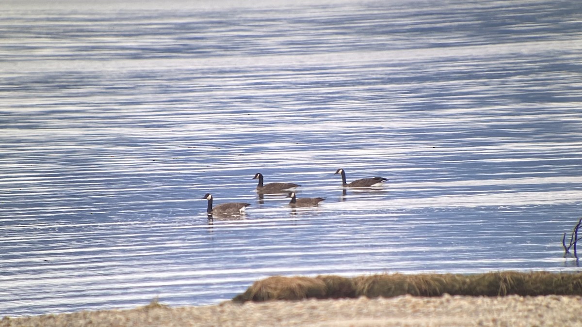 Cackling/Canada Goose - Detlef Buettner