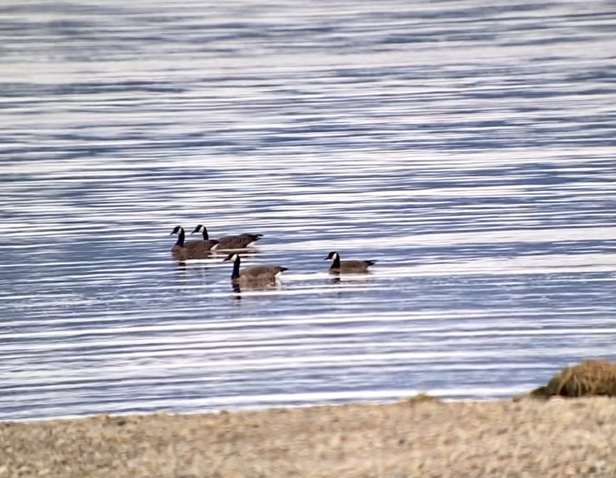 Cackling/Canada Goose - Detlef Buettner