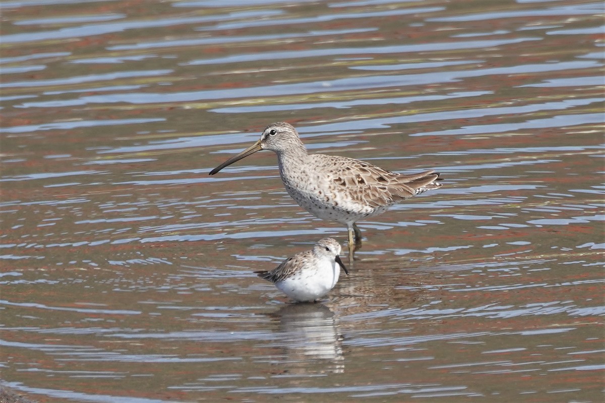 Short-billed Dowitcher - ML429705691