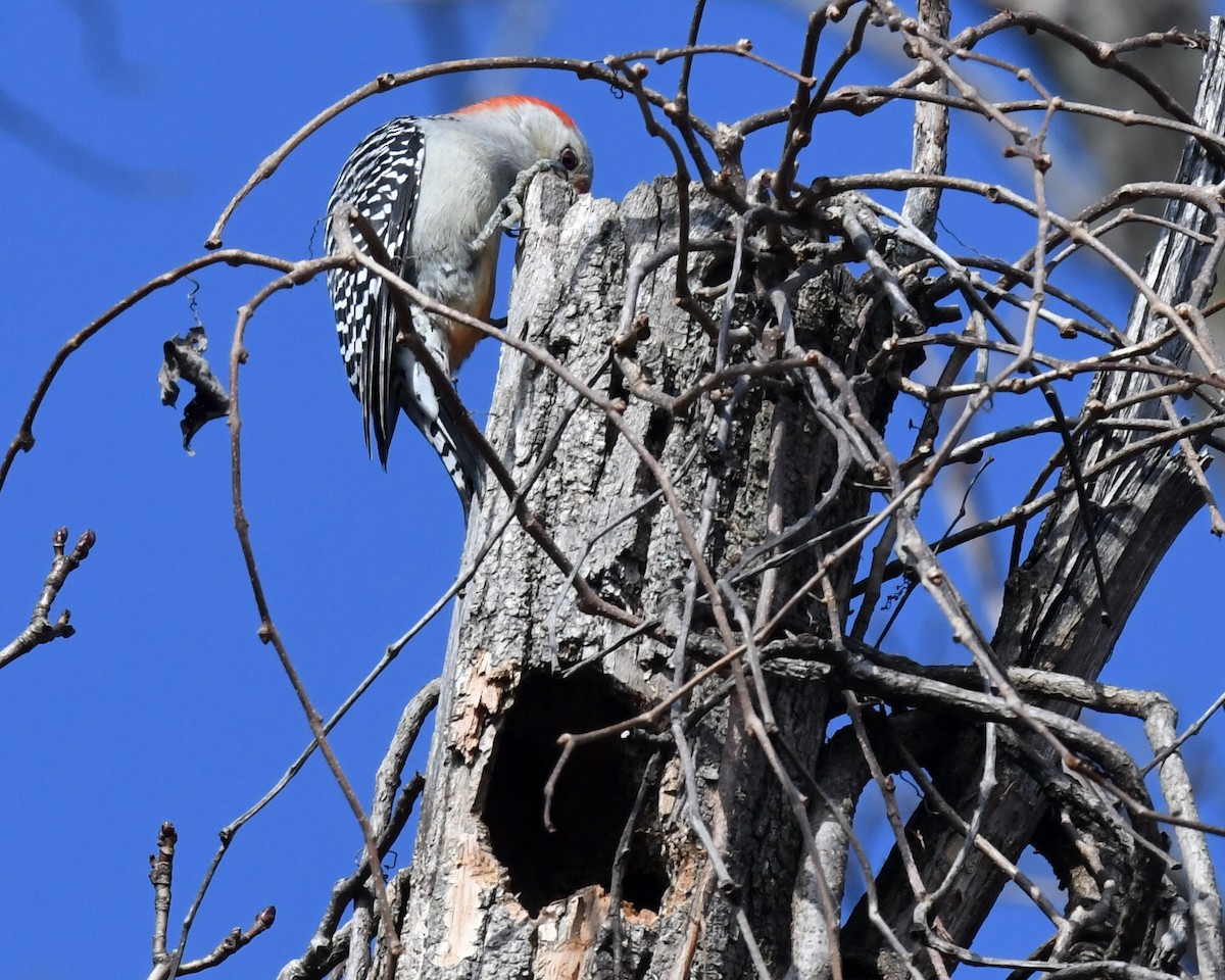 Red-bellied Woodpecker - ML429707321