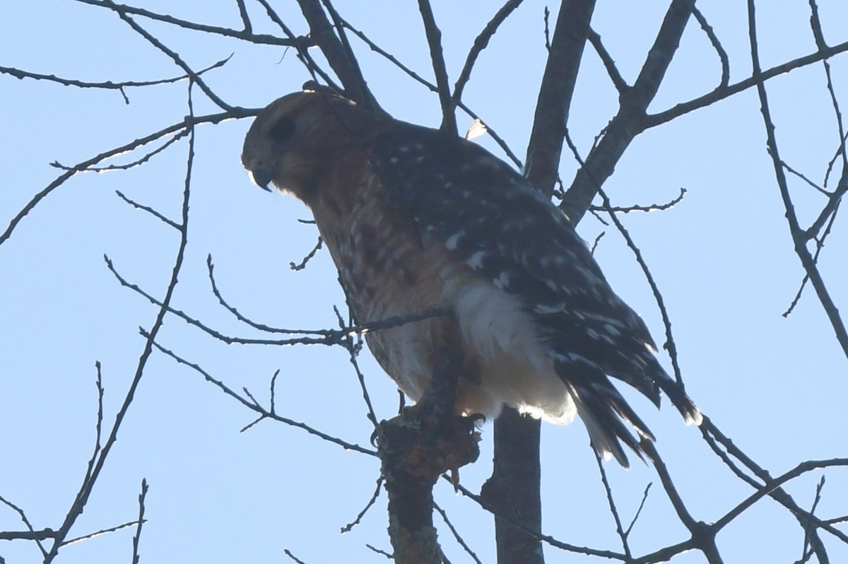 Red-shouldered Hawk - ML429707631