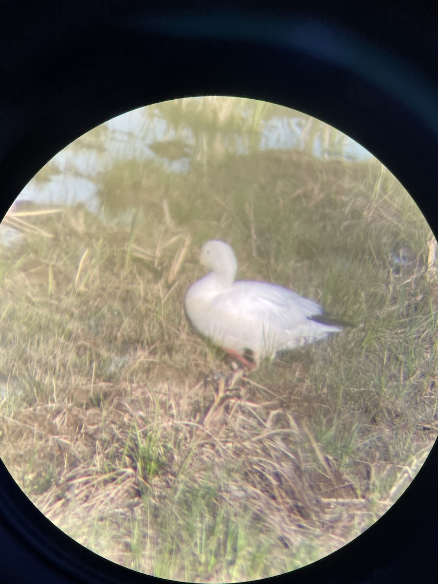 Ross's Goose - ML429708151