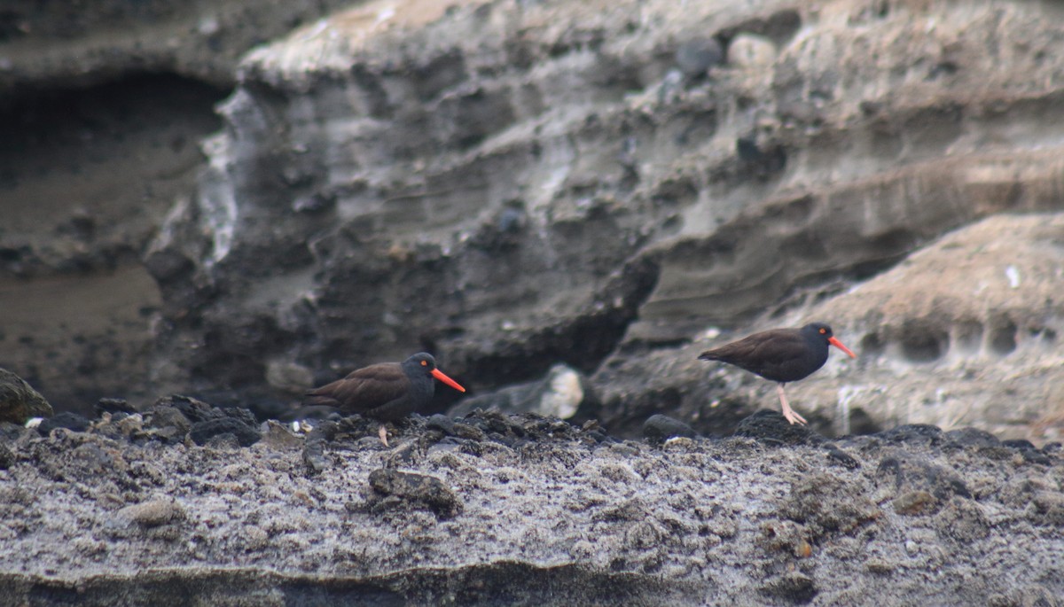 Black Oystercatcher - ML429708681