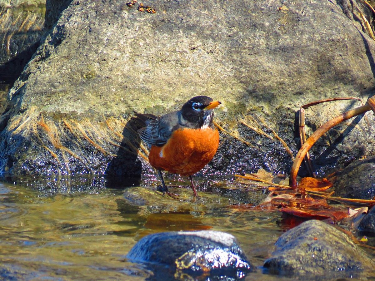 American Robin - Mick ZERR