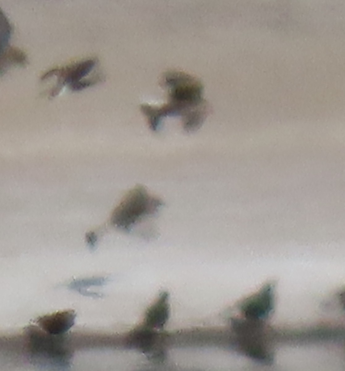 Chestnut-collared Longspur - ML429711671